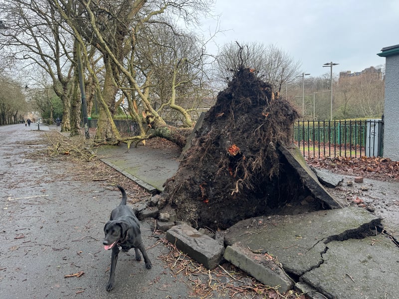 This tree next to the Kelvingrove Bandstand ripped up the pavement.