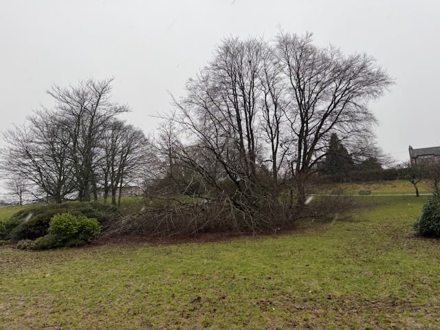 It seemed to be fairly random as to which trees were left standing and which were snapped in two by the gales.
