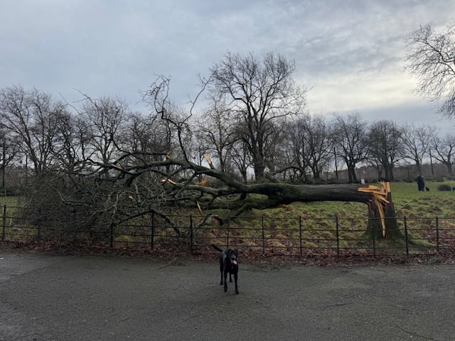 A tree snapped like a matchstick in the dog park next to Kelvingrove Park.