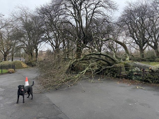 Cones were placed to steer people away from the fallen trees.
