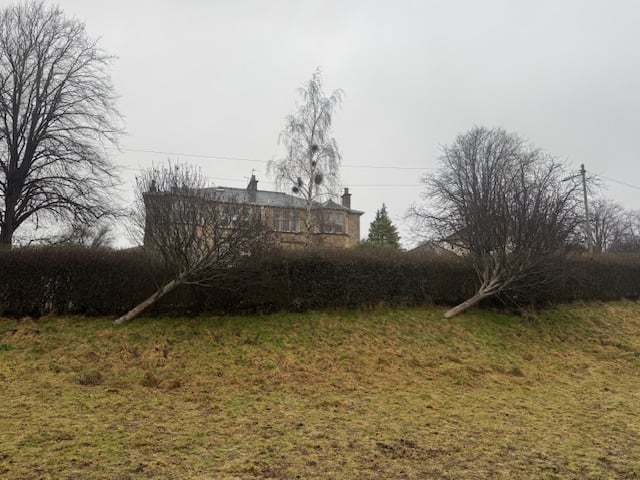 Some trees managed to survive, but only after being blown to a 45 degree angle.