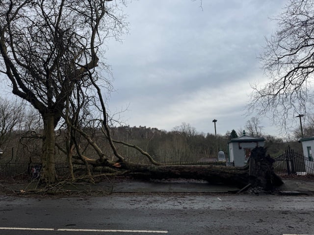 The fallen tree on Kelvin Way was one of the biggest arboreal casualties of the storm.