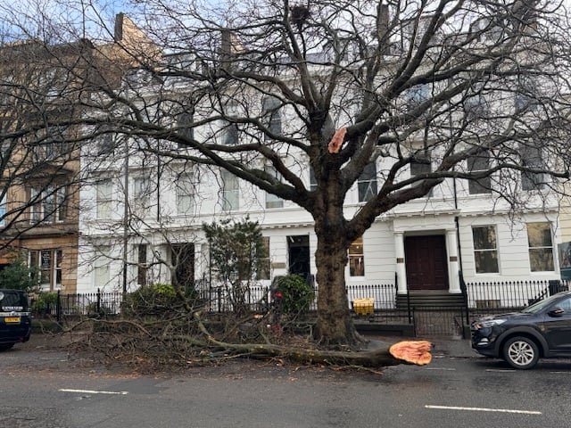 It was fortunate that a car wasn't parked under this tree, near Charing Cross.
