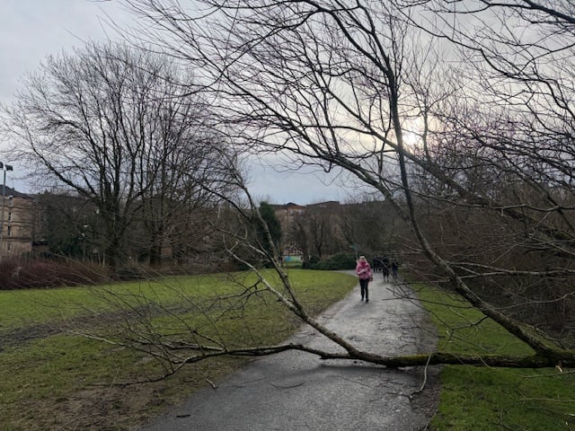 A tree falled across a path in Kelvingrove Park.