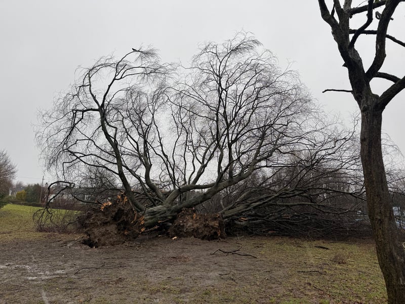 Several large trees in Newlands Park were torn down.