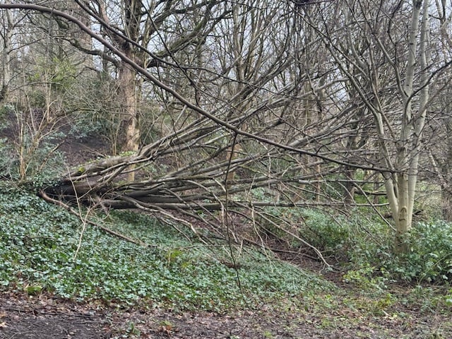A tree clings on to the bank next to the River Kelvin Walkway.