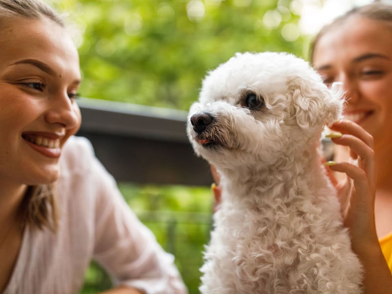 The cloud-like Bichon Frise's absolutely favourite spot is on your lap, shortly followed by being curled up at the end of your bed. Their sweet nature means they are guaranteed to get on well with pretty much anybody, but will reserve a special amount of love for their family.