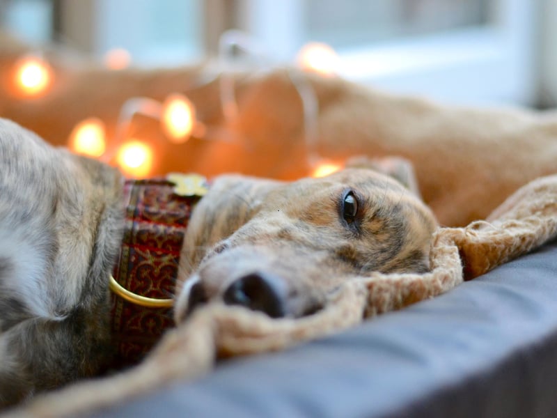 You might be forgiven for thinking the Greyhound would be too busy racing around the place to bother with sniggles - but you couldn't be more wrong. Sure, they need a good bit of exercise once a day, but otherwise they are lazy and cuddly couch potatoes with a gentle and affectionate nature that make them amazing therapy dogs.