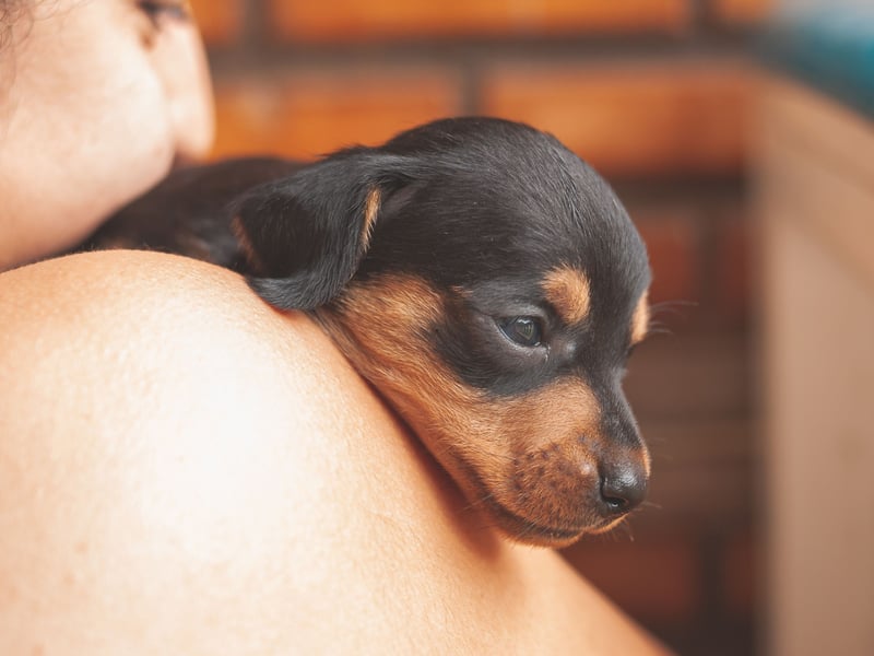 Essentially a furry hot water bottle, the Dachshund is dedicated to their owner and demonstrate that by keeping in as close a proximity as possible. These long loving dogs fon't always do what they're told and can be positively willful, but will always be forgiven when they snuggle up.