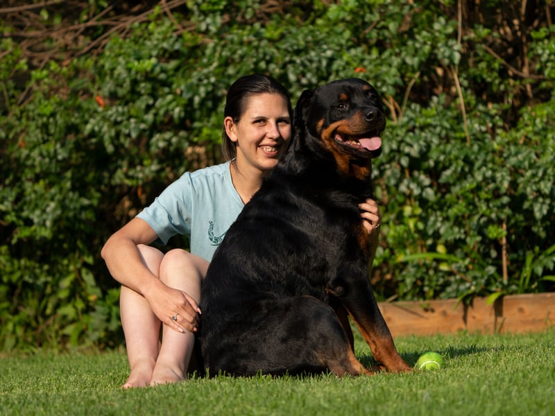 The Rottweiler is a dog that has occasionally (and largly unfairly) been characterised as an aggressive breed. There's no doubt that if their owner is threatened then they will act accordingly, but this comes from a place of deep affection. When there's no threat they're as cuddly as any dog and will gaze at you adoringly for hours.