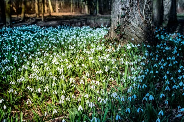 Snowdrops are a welcome sign that spring is on the way.