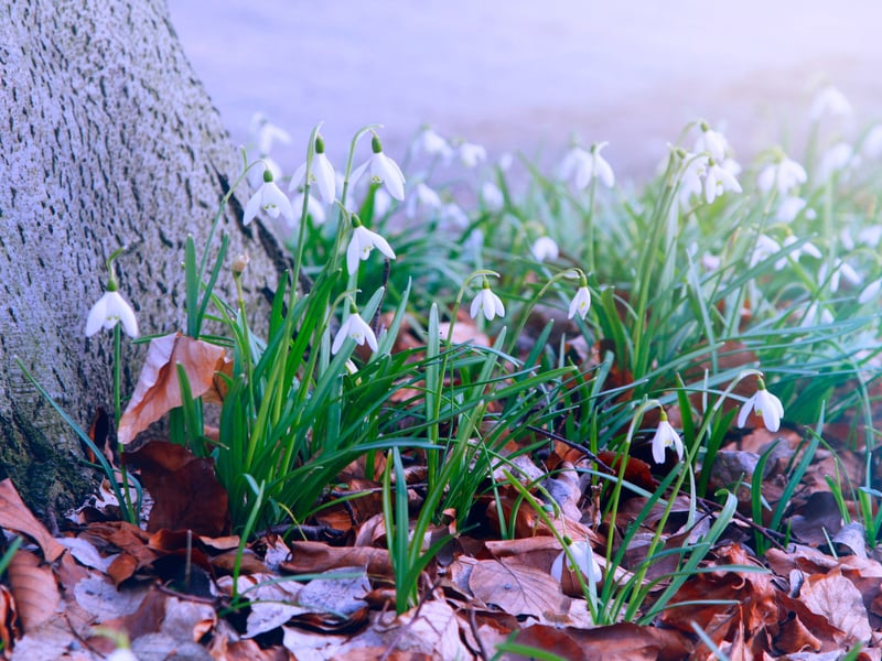 You have to make a bit of an effort to visit Shepherd House Garden, in Inveresk near Musselburgh due to its restricted opening hours, but it's well worth it. The 'artist's garden' includes a beautiful shell house, rose parterres and fountains. In February there are also over 70 types of snowdrop. It's over on Tuesdays and Thursdays, from 2-4pm from 4-27 February. There's also a single weekend opening on Sunday, February 16, from 11am - 4pm.
