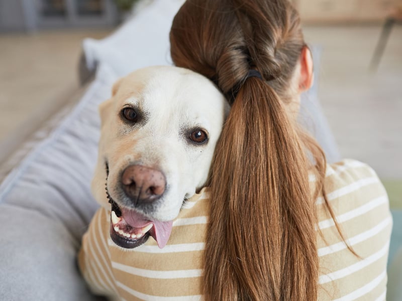 The Labrador Retriever is the UK's - and the world's - most popular dog. One of the many reasons for this is that they are tremendously affectionate towards their owner (and, often, complete strangers). Even if they are not in full-on cuddle mode they'll want to be touching you, even if it's just their paw on your leg.