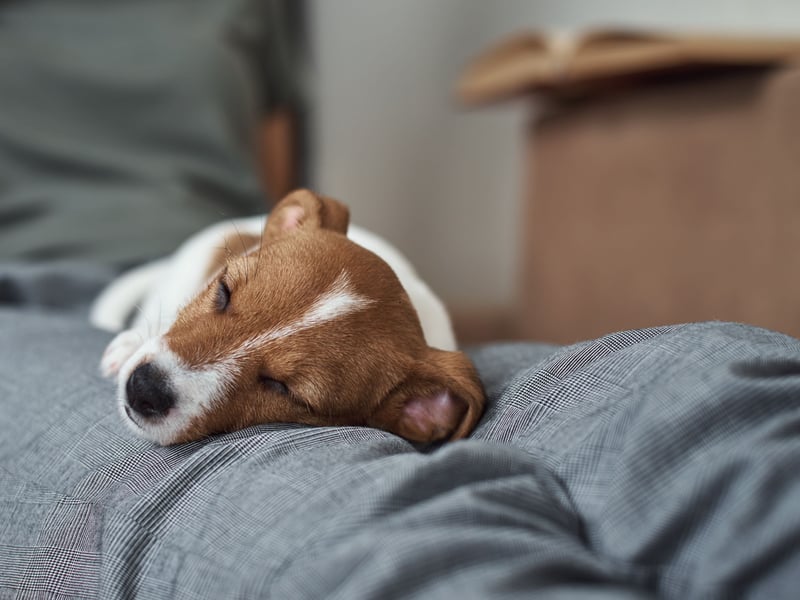 Jack Russell Terriers show their overwhelming affection for their human family in three different ways - by diligently following around at their heel, by snuggling in whenever physically possible, and by being protective when it comes to strangers. This can lead to barks and nips - they are not dogs who transfer affection to others.