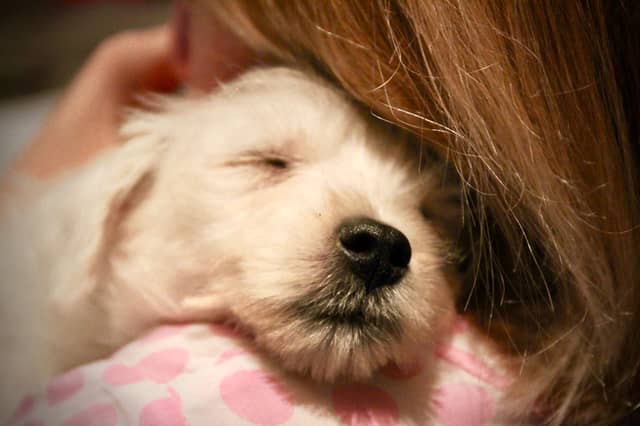 Some breeds of dog are simply born to snuggle.