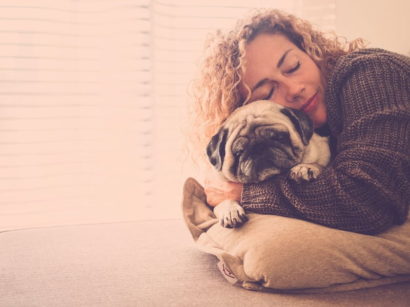 A pug's idea of heaven being snuggled up on its owner's lap, spending hours happily being patted. The rest of the time they'll just follow you around like a shadow - leading to their nickname of the 'velcro dog'.