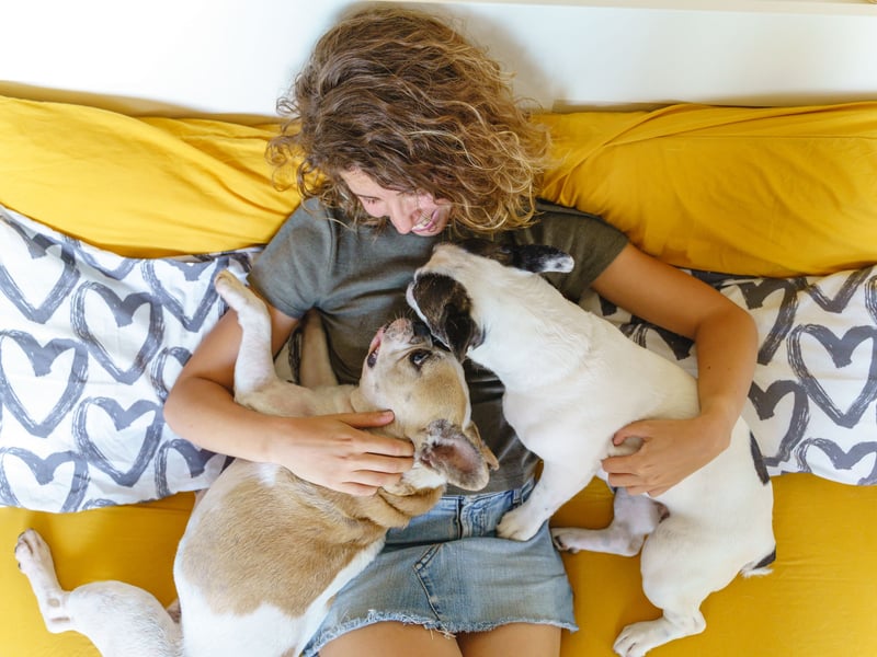 French Bulldogs aren't fussy about where they snuggle up for their frequent naps - your bed, their bed, the couch, a pile of disguarded clothes. Their absolute favourite is on top of their owner - and they won't care if you are trying to work from home.