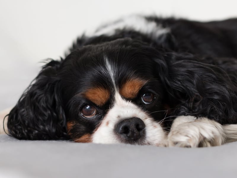 Good luck getting time alone when you have a Cavalier King Charles Spaniel. They'll pad around after you adoringly, tail a-wagging, gazing up at you with those big brown eyes that just say "cuddle me" (and "feed me").
