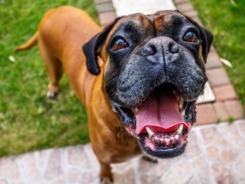 One of the best medium-sized guard dog breed, the Boxer was developed in Germany as a hunting dog. Boxers take two things very seriously - protecting their beloved family/pack and making sure they get a good play every day.