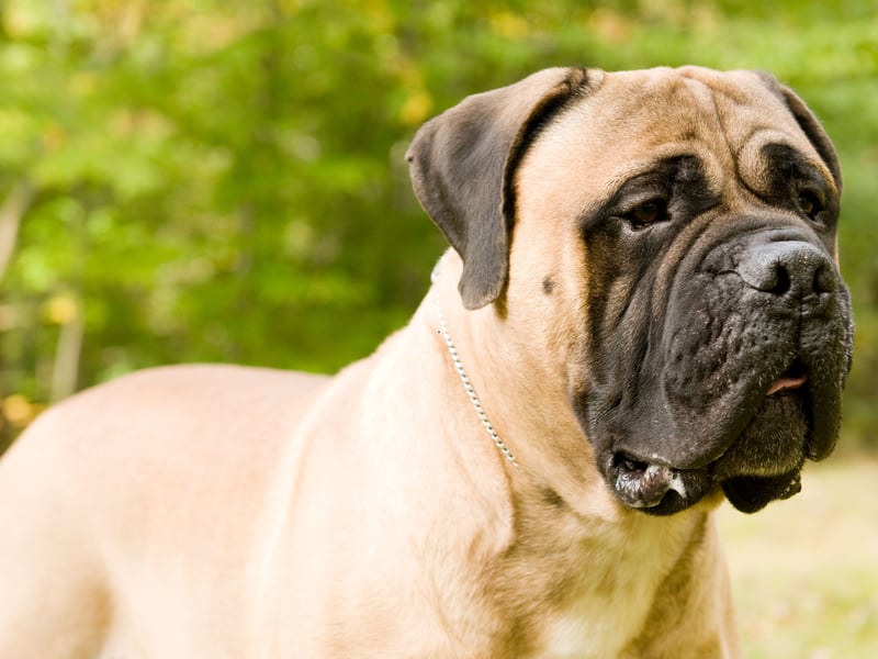 The mere sight of a Bull Mastiff should be enought to put an intruder off. They have a fearsome reputation which comes from their former job of guarding estates for 19th-century gamekeepers. When not on security patrol they are affectionate and chilled, although don't suit multi-pet households. They like being top dog too much.
