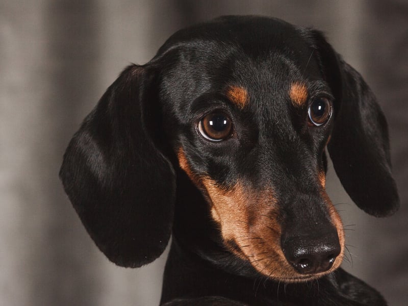 More of a watchdog than a guard dog, Dachshunds are very vigilent and hugely suspicious of strangers. Nobody is getting past them without a good barking, although they perhaps aren't as handy as other dogs in this list when it comes to a fight.
