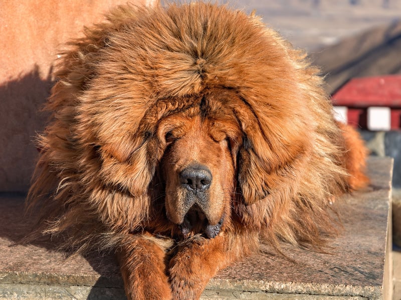 A lion would be a great animal to guard a house, but the authorities take a dim view of postmen being eaten. The next best thing is the luxuriantly-maned Tibetan Mastiff, with their distinctive thick coat designed for cold mountainous climates. Used to guard Tibetan temples in their native country, they will repel unwanted guests with extreme ferocity before cuddling up next to you on the couch.