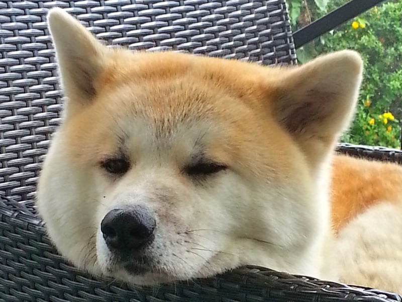 In Japan, where they originate, the Akita is the last word in guard dogs. This is another breed whose extreme vigilance and distrust of strangers mean they can be trusted to keep your safe - and they have the muscle (and teeth) to back it up. They are also playful and loving companions - as long as you keep on their right side!