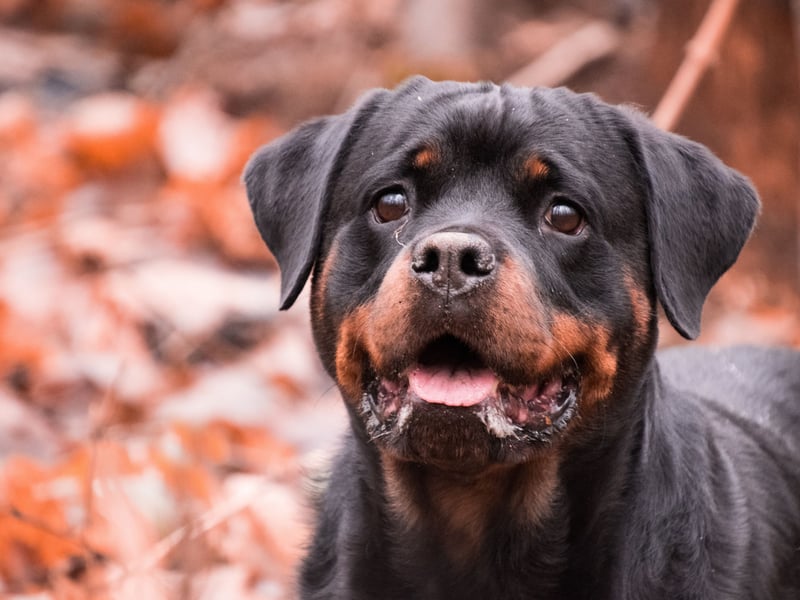 A breed that have, at time, got a bad reputation for being aggressive, a well-bred and trained Rottie will only demonstrate aggression when it, its home or its family are at risk. When not on duty they are calm, confident, loving and playful animals that make great family pets.