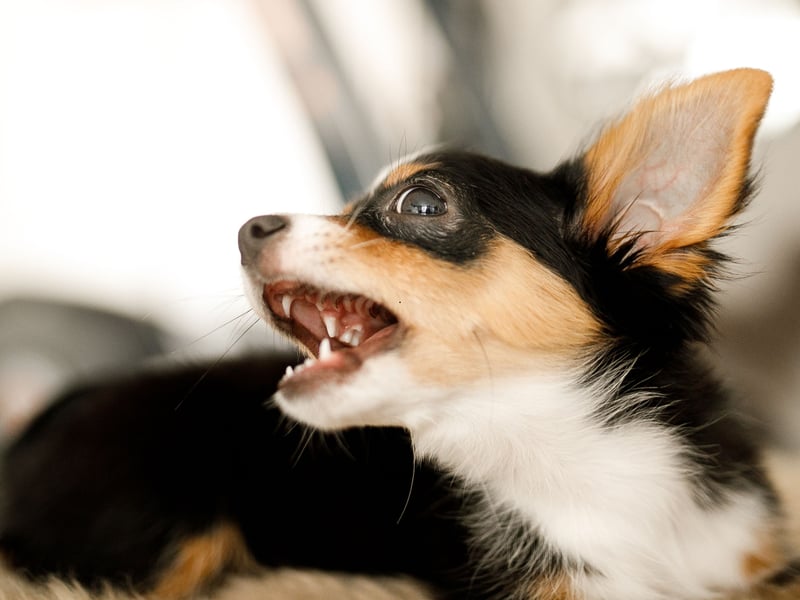 Don't tell the Chihuahua that it's a tiny dog - they THINK they're enormous. Incredibly alert, these cracking watch dogs will be instantly vocal if they feel threatened and can be surprisingly ferocious. This is a dog whose bark is probably as bad as its bite in the right circumstances.