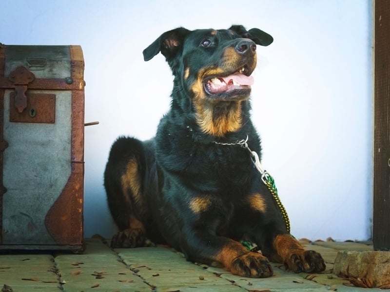 A fairly rare breed in the UK, the Beauceron was originally used to herd animals in its native Central France. Also known as the Bas Rouge, on account of its red 'stockings', its remarkably sensitive sense of hearing means it will be aware of an approaching threat while other dogs are still asleep.