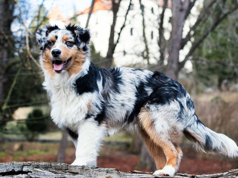 An interesting fact about the Australian Shepherd is that it's not from Australia - having been originally bred in the USA. Wherever it's from, it makes a similarly good guard dog as its German counterpart. It was traditionally bred to herd and protect livestock from predators. That instinct is easily transferred to its home and human family.