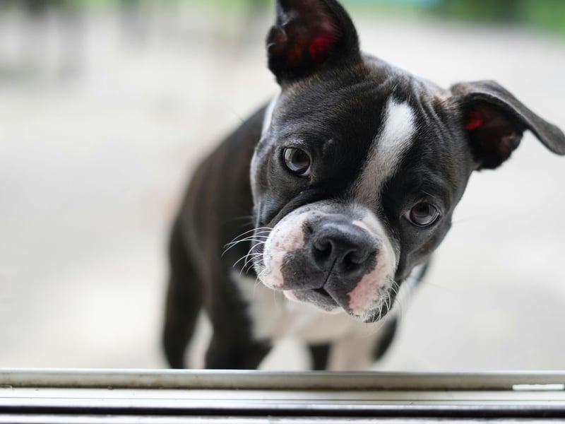 Another breed that proves great guard dogs come in all shapes and sizes is the scrappy Boston Terrier. These charmers are pretty much made of muscle and used to be used in dogfighting during less gentle times. Known as 'the American gentleman' due to their friendly personality, they'll be anything but gentle when it comes to protecting their territory.