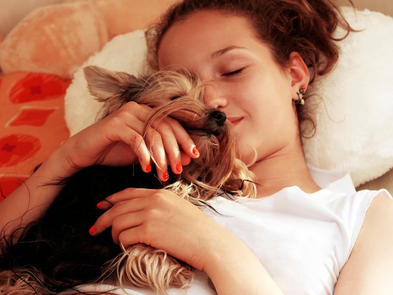 Smaller dogs have the advantage of being capable of being carried around, so you can take them more places with you. The Yorkshire Terrier loves being with you at all times and is a great calming influence when things get stressful.