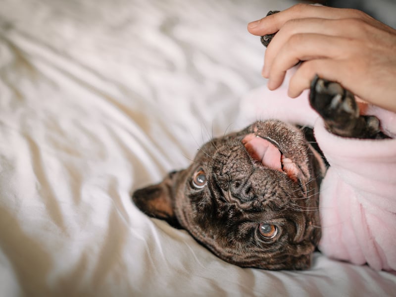 The French Bulldog just loves people and wants to be as close to them as possible. This craving for a physical connection also expends to a mental connection - that means you'd be forgiven for thinking they're psychic when it comes to their adored owner.