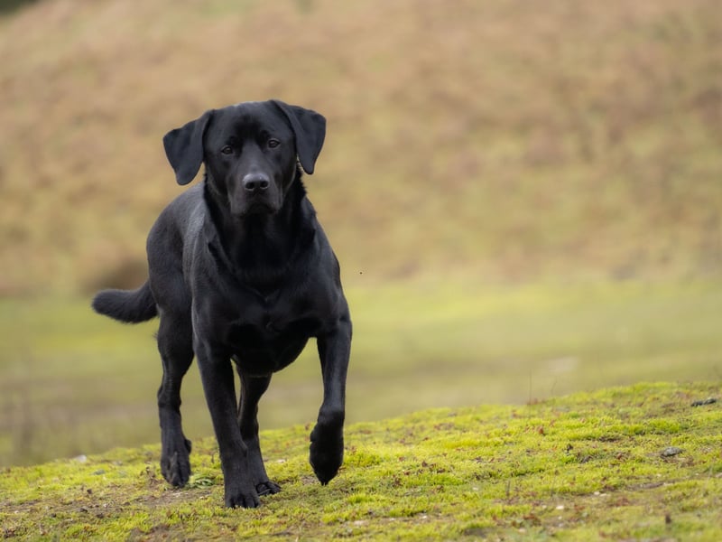 Dogs don't come much more empathic than the Labrador Retriever - both the UK's and the world's most popular dog. These amazing animals have an innate skill of knowing how you are feeling - if you're upset or stressed they'll more often than not come and give you a cuddle. And Labrador owners know how a cuddle with their pet makes everything feel that little bit better.