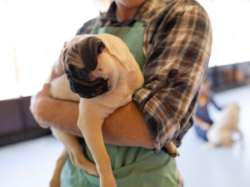 Another small breed that can be your constant and calming companion is the squishy-faced Pug. These dogs are known for their even-tempers so help put things into perspective. They'll always have your back.