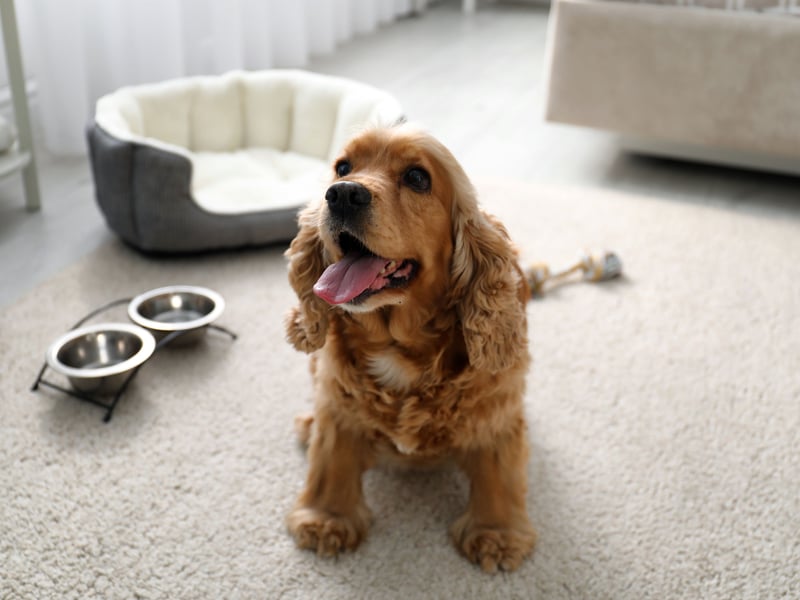 Particularly suitable to help youngsters suffering from anxiety, the Cocker Spaniel is a sweet and consistant companion whose confidence is infectious.