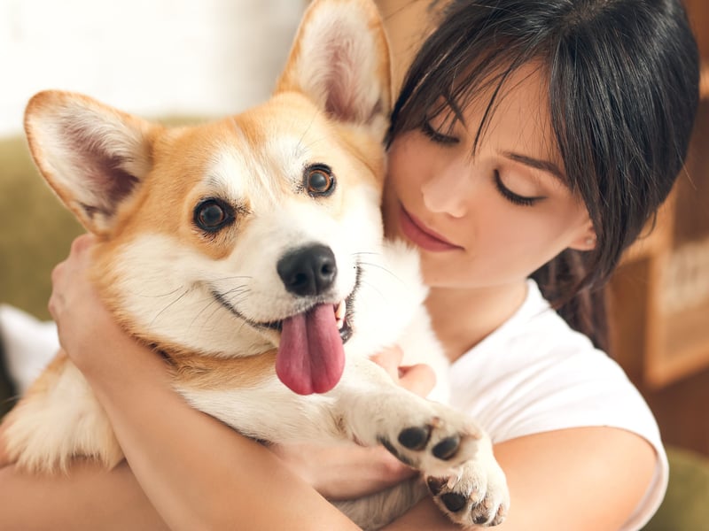 Obedient and loyal, but with an independent streak that means they aren't overly needy, Pembrokeshire Welsh Corgis are particularly good companion dogs for nursing home residents and people with disabilities. They'll stick to their owners like glue, always at their fet to provide support when needed. 