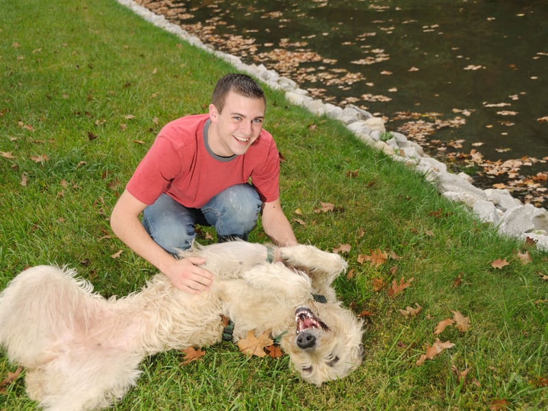 Dogs that roll onto their backs and expose their bellies are showing a high level of trust and affection. A wagging tail and relaxed posture typically mean they’re asking for a belly rub as a sign of love. However, if their ears are pinned back, tail tucked, or body tense, they may be showing submission or anxiety rather than seeking affection. Always read the entire body language for context.
