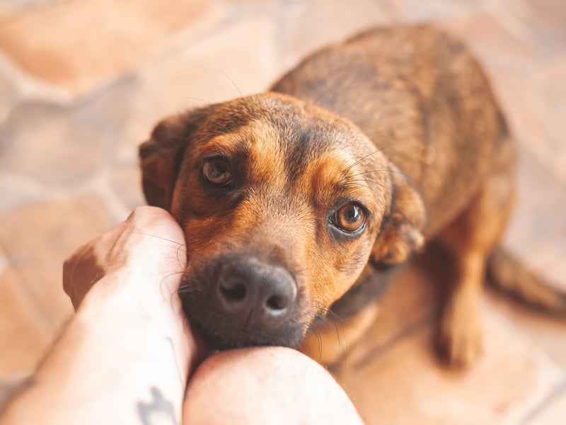If you stop giving them attention, some dogs will nudge your hand or arm with their nose to encourage more petting or cuddles. This is their way of saying “Don’t stop!” A nudge can be playful, persistent, or gentle, depending on their personality. Responding positively to these nudges reassures them that their affection is reciprocated.