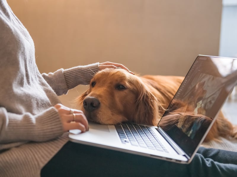 When dogs lean into you, they’re looking for closeness and security. This behaviour often occurs when they’re seeking reassurance or simply enjoying the physical connection. A dog sitting on your feet might also be a sign of affection and a subtle way of ‘claiming’ you as theirs.