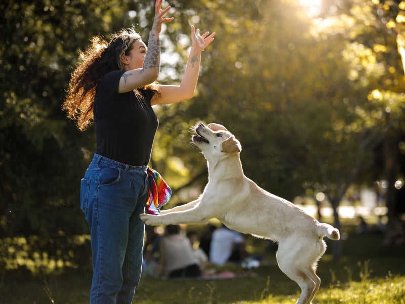 Jumping is a natural way for dogs to greet people they love. It allows them to get closer to your face, which is their way of connecting. While it’s an affectionate gesture, jumping can be unsafe, especially with large dogs or small children. Training your dog to greet calmly ensures their affection is expressed appropriately.