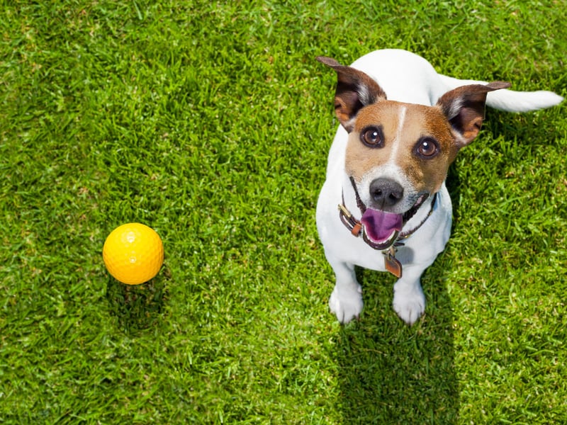 The ‘play bow’—lowered front end, raised hindquarters, wagging tail—is a universal invitation to have fun. When a dog does this, they’re expressing excitement and joy in your presence. Responding with play strengthens your bond and keeps your dog mentally and physically stimulated.