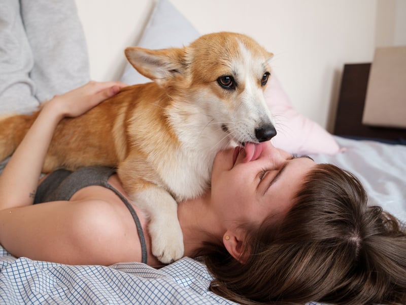 Dogs are most vulnerable when sleeping, so choosing to rest near you shows they feel completely safe and comfortable. Some dogs may snuggle on your lap, while others prefer sleeping just outside your reach. Either way, this behaviour is a testament to their love and trust.