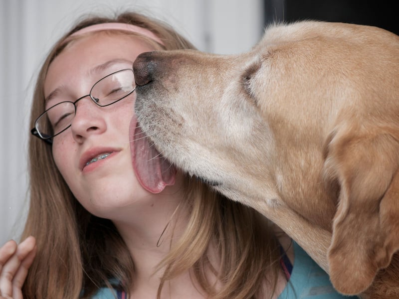 Many dogs will lick you as a sign that they love you. Licking releases endorphins and dopamine, making them feel happy and relaxed. However, if they do it obsessively, it could be a sign they are in pain. Licking isn’t always a sign of love and could be a sign of anxiety. Watch the dog’s other body language to tell the difference. They are anxiously licking if their ears are back, they’re showing whale eye, and they are tense .