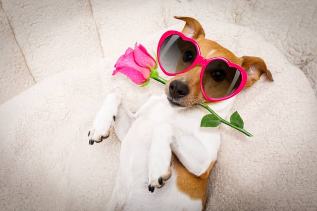 Dogs have a number of ways to tell you they love you. Fatching you flowers isn't one of them.