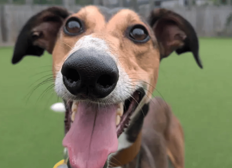 Twirl is a super friendly four-year-old Lurcher who would like his home based in a quieter area. This dapper chap is looking for a family who are around most of the day to help him get all settled into home life. He’d love for the home to have a garden (but it’s not essential) to lounge around in the sun on his lazy days.