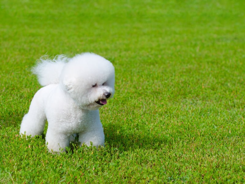 Ideal for those living in a city flat who are looking for a first dog, the Bichon Frise is a cloud-like bundle of fun that is dedicated to its owner by default. They only need moderate exercise so a local park will do them fine most of the time. The only challenge is that, unless you're handy with a pair of clippers, they will need regular trips to the groomer to keep their coats immaculate.