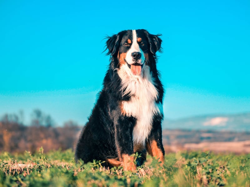 If you are a first time owner keen to go 'extra large' then the Berenese Mountain Dog is probably your best option. Easy-going, eager-to-please and gentle, their intelligence makles them relatively easy to train. They are good with kids too, and surprisingly lazy. Their hair is the only part of thme that's fairly high maintenance - there's a lot of it and they need regular brushing (while your carpet will need regular hoovering).