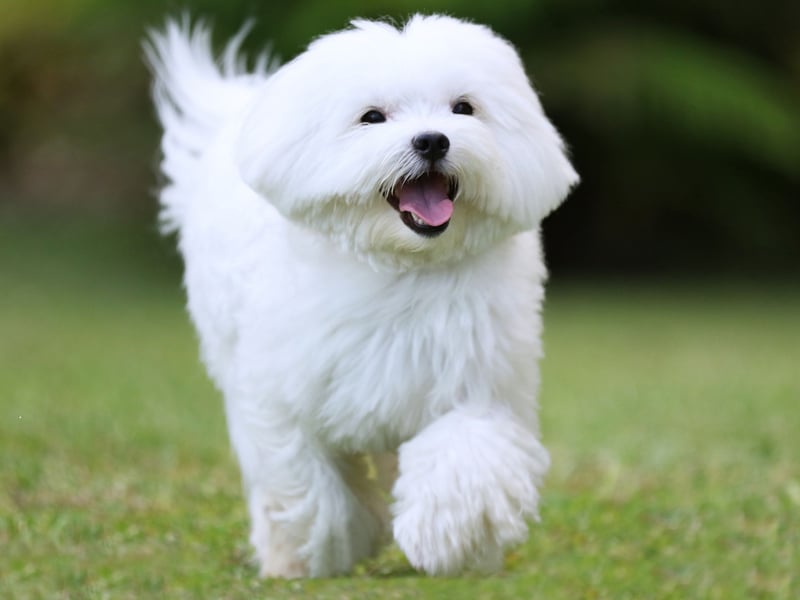 The Maltese is another breed delighted to just curl up and nap for most of the time - not needing exercise. Naturally friendly and easy to train, it's impossible to not be happy with one of these cute characters around.